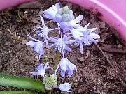 Scilla bithynica